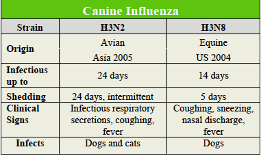 canine influenza dog flu how long contagious