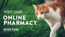 Shop Online Pharmacy now