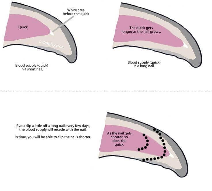 How to trim a dogs nails