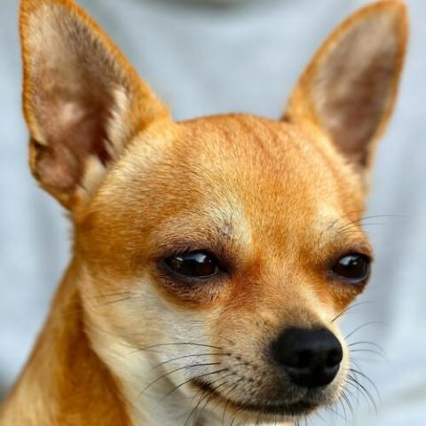 Chihuahua sales missing teeth