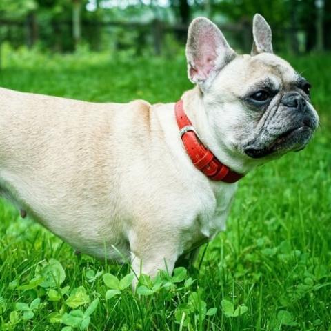 Frenchie clearance hip problems