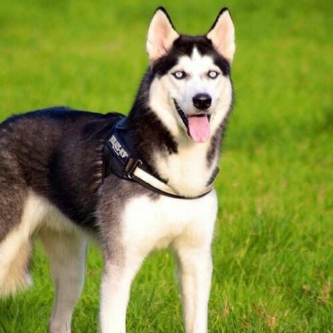 Best e collar hot sale for siberian husky