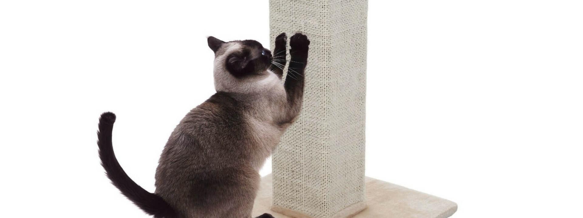 How to teach cat shop to scratch on scratching post