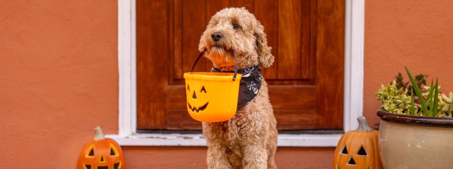 A Doodle dog holding a Halloween treat pail in its mouth.