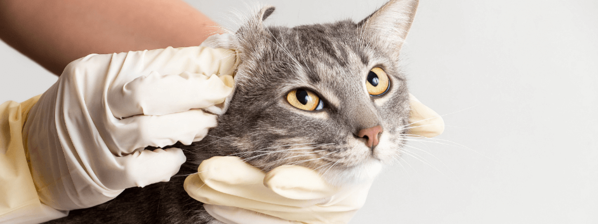 How to Tell if Your Cat Has an Ear Infection