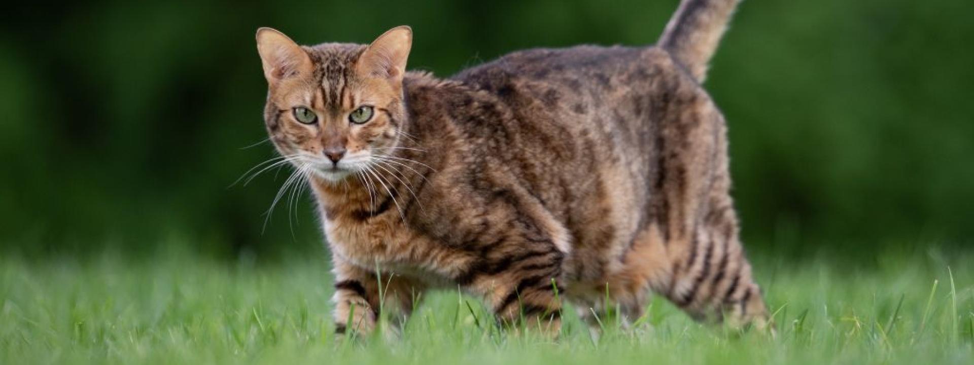 A brown cat walking outside in grass