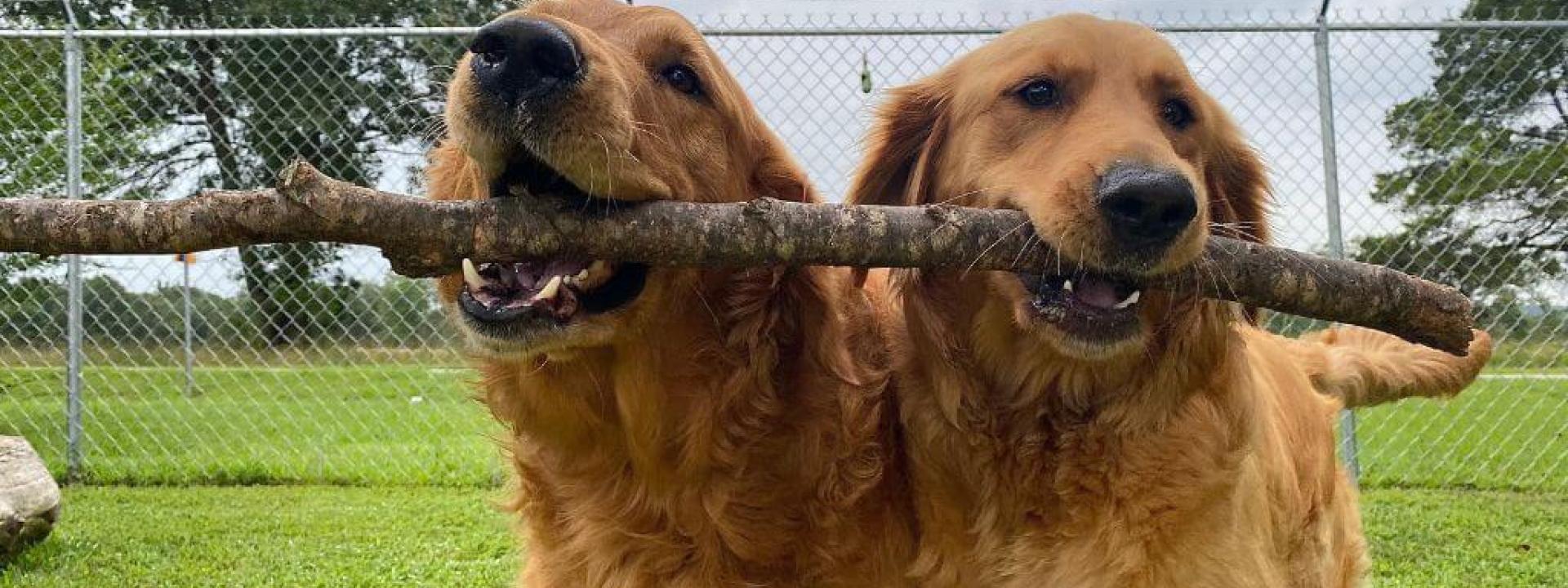 Two goldens with stick boarding and daycare.