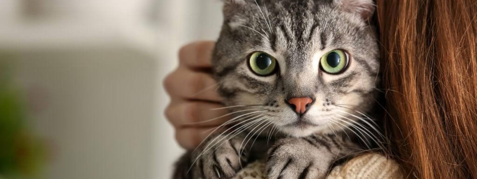 An adopted cat with its owner.