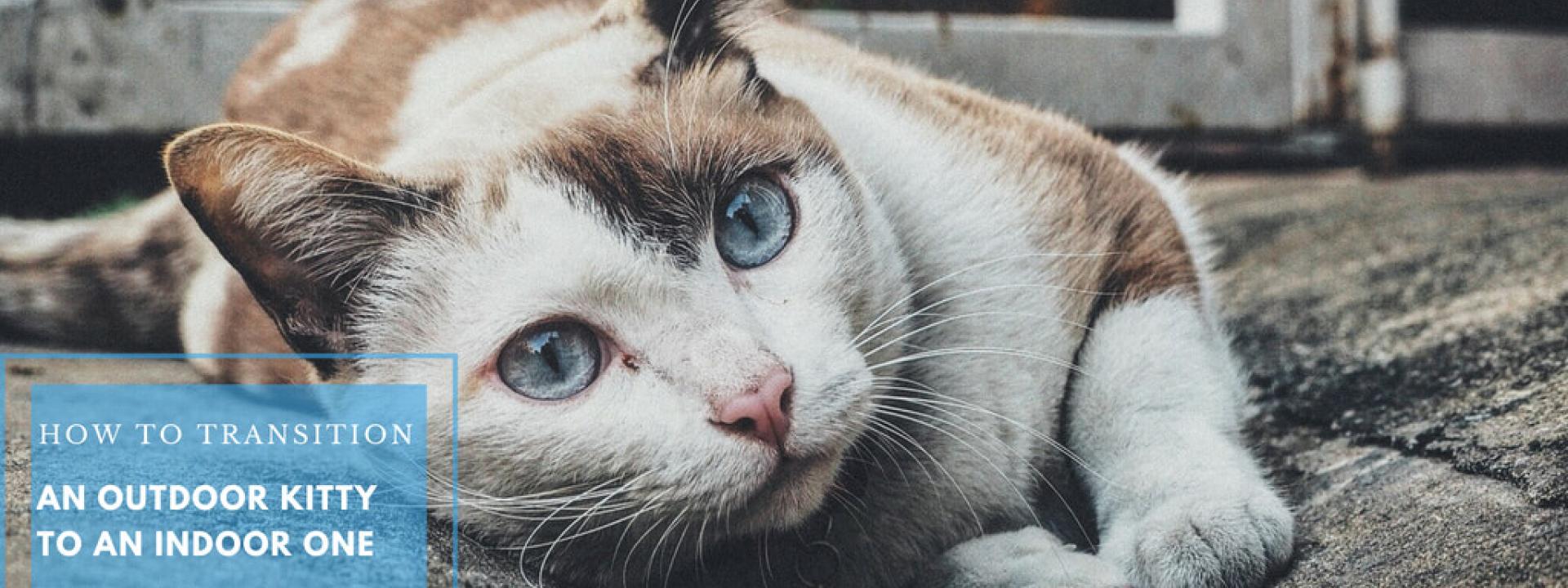 Can you make an shop outdoor cat an indoor cat