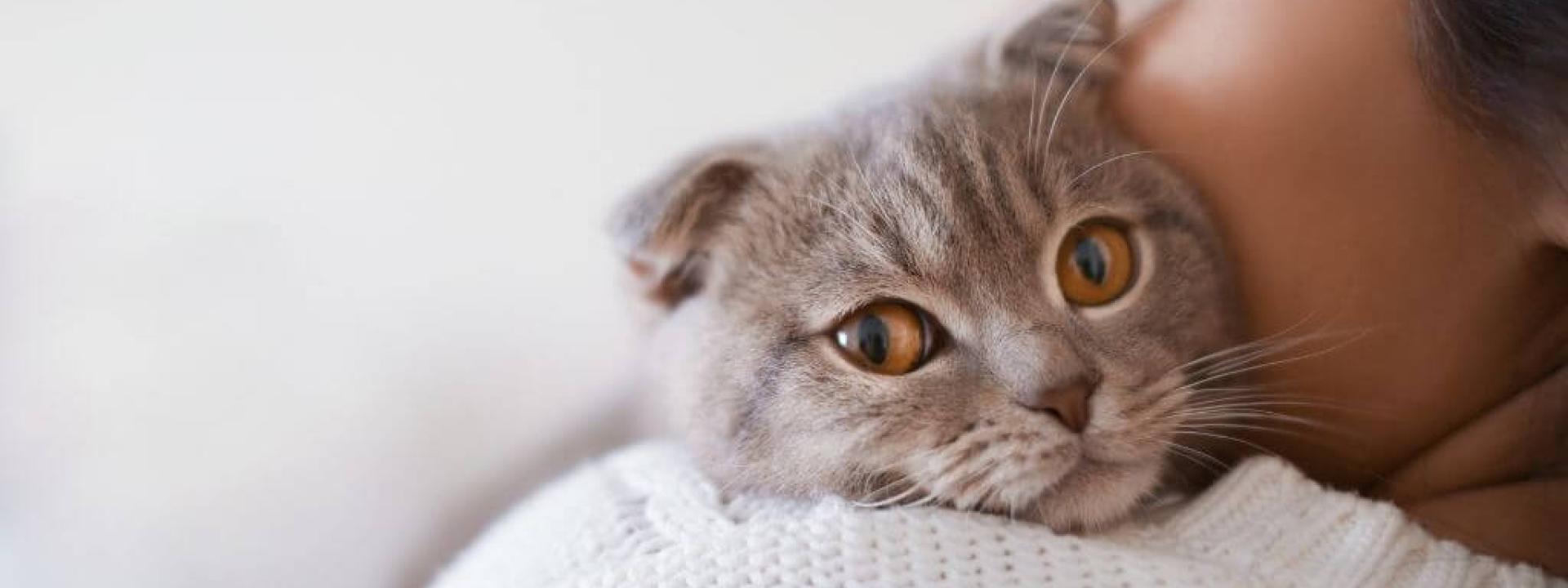 What Do Cats Think About Us? You May Be Surprised