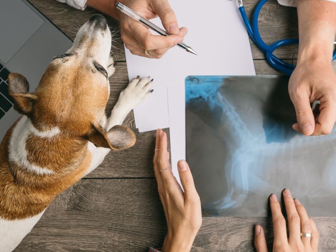 dog in radiology